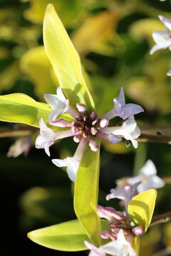 Daphne 'Spring Beauty'.  Close up cluster of pale pink winter heavily scented fragrant daphne flowers. 