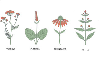 Medicinal plants illustration set featuring yarrow, plantain, echinacea, and nettle with editable stroke botanical drawings for herbal medicine, natural remedies, and educational design © Rihan Creatives