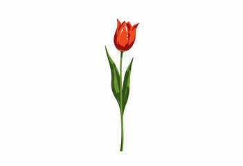 Obraz premium Vibrant Red Tulip Isolated on White Background Highlighting Delicate Petals and Elegant Green Stem in Minimalist Floral Illustration