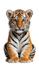 Obraz premium A young tiger cub sitting calmly in a neutral background isolated on transparent background