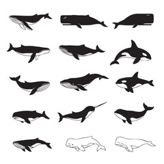 Obraz premium Collection of Whale Silhouettes and Illustrations for Marine Life Concepts