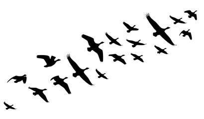 Flying Wild Geese Silhouettes Dynamic Flock Wildlife Vector Illustration © Naimur