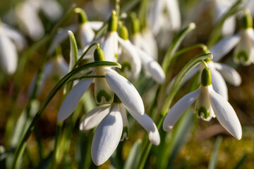 Schneegl&ouml;ckchen