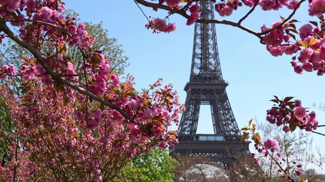 Spring flowers in focus with the Eiffel Tower softly blurred behind, Paris in bloom, iconic European landmark, clean travel and seasonal background