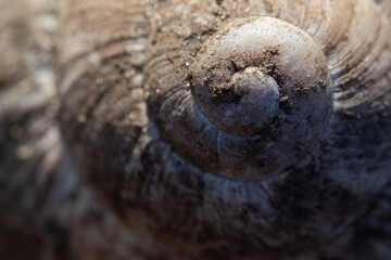 Fototapeta premium A detailed macro close-up captures the intricate spiral pattern of a snail shell. The shell is covered in soil, highlighting its rough texture and earthy colors in a natural abstract design.