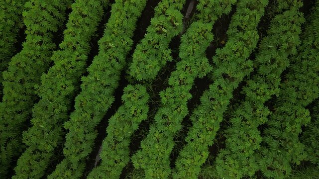 Top down aerial above lush green farm crops in La Fortuna Costa Rica on overcast day