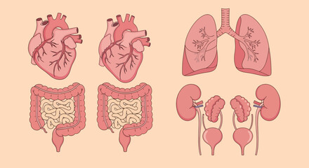 Human organs illustration: heart, lungs, intestines, kidneys, and bladder