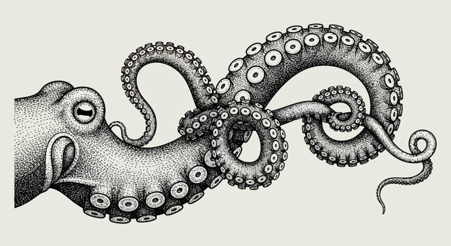 octopus illustration, detailed ink drawing, marine life, tentacles