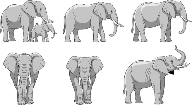 Realistic elephant collection with different poses front view side view and baby elephant vector illustration set