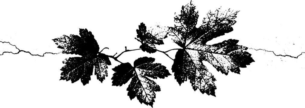 Abstract high contrast autumn leaves cluster - nature design for prints and cards