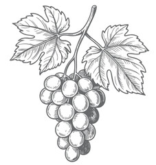 Naklejka premium Vineyard grape bunch sketch. Grape antique style botanical illustration with detailed engraving lines. 