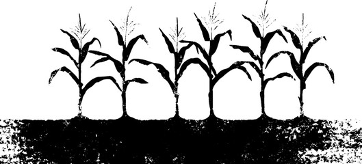Fototapeta premium Abstract corn row furrows in high contrast stencil style for nature and agriculture design
