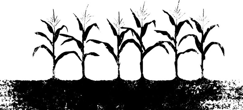 Abstract corn row furrows in high contrast stencil style for nature and agriculture design