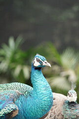 Obraz premium Majestic Peacock in Vibrant Turquoise Feathers