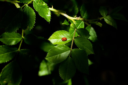 ladybug in a leaf