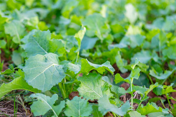 Obraz premium Vibrant green rapeseed leaves in field, sustainable agriculture and promise bountiful harvest, healthy growth and natural texture, perfect for agriculture, nature, and sustainability concepts