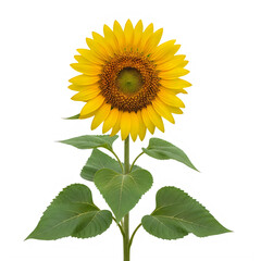 A vibrant sunflower standing tall with lush green leaves behind it