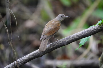 The&nbsp;pale-breasted thrush&nbsp;(Turdus leucomelas) is a species of&nbsp;bird&nbsp;in the family&nbsp;Turdidae. Parque do Coco, Fortaleza - Cear&aacute;, Brazil.
