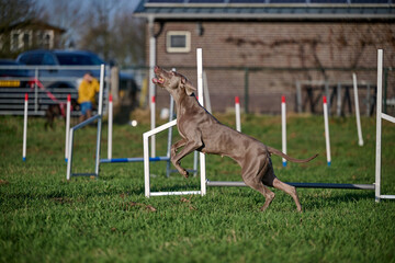weimaraner catching a treat