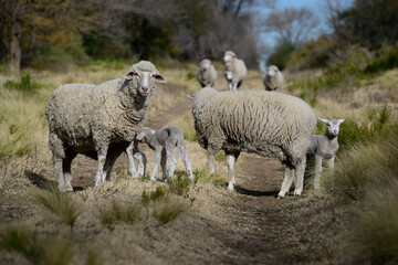 Fototapeta premium Flock of sheep in rural environment,Patagonia,Argentina