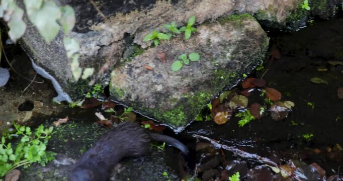 An American mink is sitting on a rock and swimming in a river