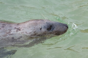 Obraz premium Close up of a grey seal (halichoerus grypus) swimming in the water