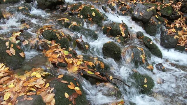 Cinematic view of thin shallow stream water in autumn forest covered with dry fallen leaves. Narrow gentle creek flows through fall woodland as crisp leaf litter patterns shape the quiet scene.