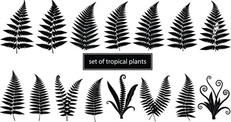 Set of black silhouettes of tropical fern leaves branches and foliage elements isolated on white background for floral design. © Fuad Creatives 