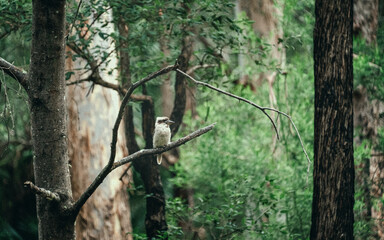  Laughing Kookaburra  © Sergei