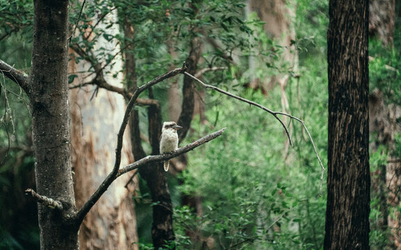  Laughing Kookaburra 