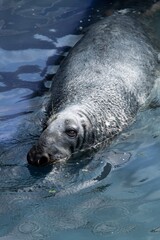 Close up of an adult common seal (phoca vitulina) swimming in the water © tom