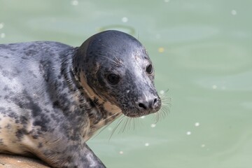 Close up of a common seal (phoca vitulina) pup © tom