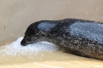 Close up of a common seal (phoca vitulina) pup looking for fish in a pile of ice cubes © tom