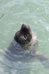 Close up of a common seal (phoca vitulina) pup swimming in the water © tom