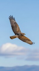 Obraz premium Hawk soaring gracefully in the vast blue sky, wings spread wide.