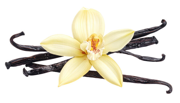 Vanilla orchid blossom and dark vanilla beans are arranged on a background