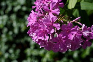 Naklejka premium A large cluster of blooming garden phlox Phlox paniculata. On the right side, close-up of purple phlox flowers. On the left, green bokeh background