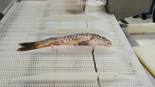 Automated fish processing on conveyor belt for seafood production. Cutting off the fish's head.