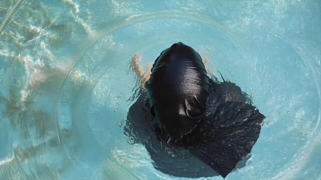 Arabian woman in burkini swims in the pool