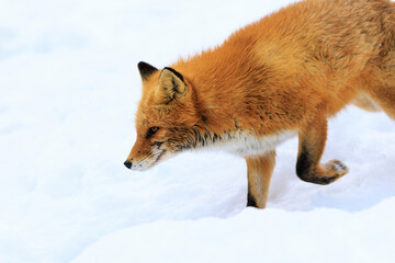 Naklejka premium キタキツネ