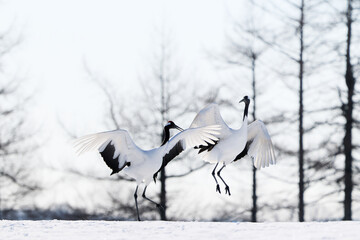 Fototapeta premium 鶴のダンス