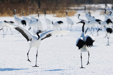 Fototapeta premium 鶴のダンス