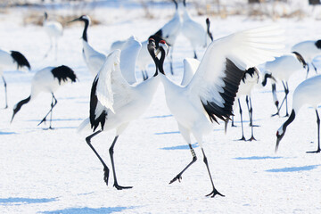 Fototapeta premium 鶴のダンス