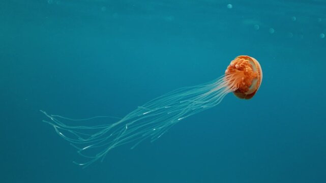Sea northern nettle jellyfish, Chrysaora fuscescens swims in West Coast dark ocean water. Amazing nature background of chrysaora melanaster, also known as orange medusa. Calming beautiful underwater.