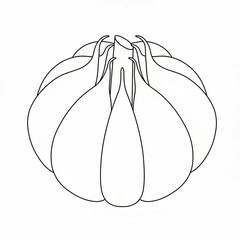 garlic sketch 