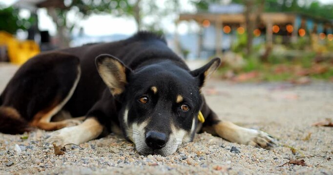 Tranquil dog with sandy face by water. Peaceful black dog looks steadily at camera in quiet surroundings. Tranquil canine with sandy face reflects serenity while sitting peacefully near water