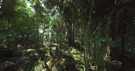 Lush jungle scene, Sundrenched rainforest with complex root structures, Vivid portrayal of warm jungle filled with towering trees and dense roots