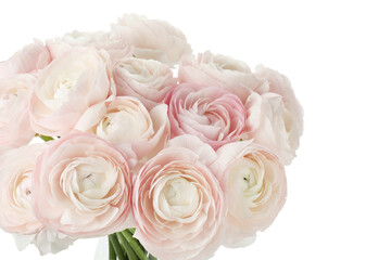 Obraz premium Many beautiful ranunculus flowers isolated on white