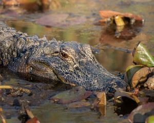 An American alligator gliding slowly through shallow swamp water. Surrounded by fallen leaves and reflections, the predator moves almost unnoticed, blending into the warm tones of its natural habitat.