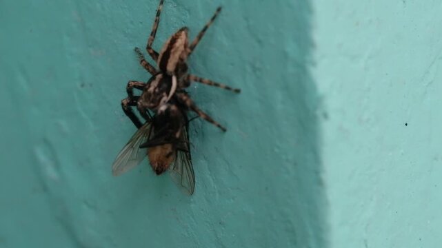 Video of a predatory jumping spider (Menemerus bivittatus) grabbing a housefly on a blue wall to immobilize it before taking it to its nest. Footage of the arachnid hunting its prey in 4K resolution.